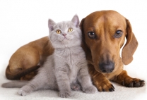 Blessing of the Animals